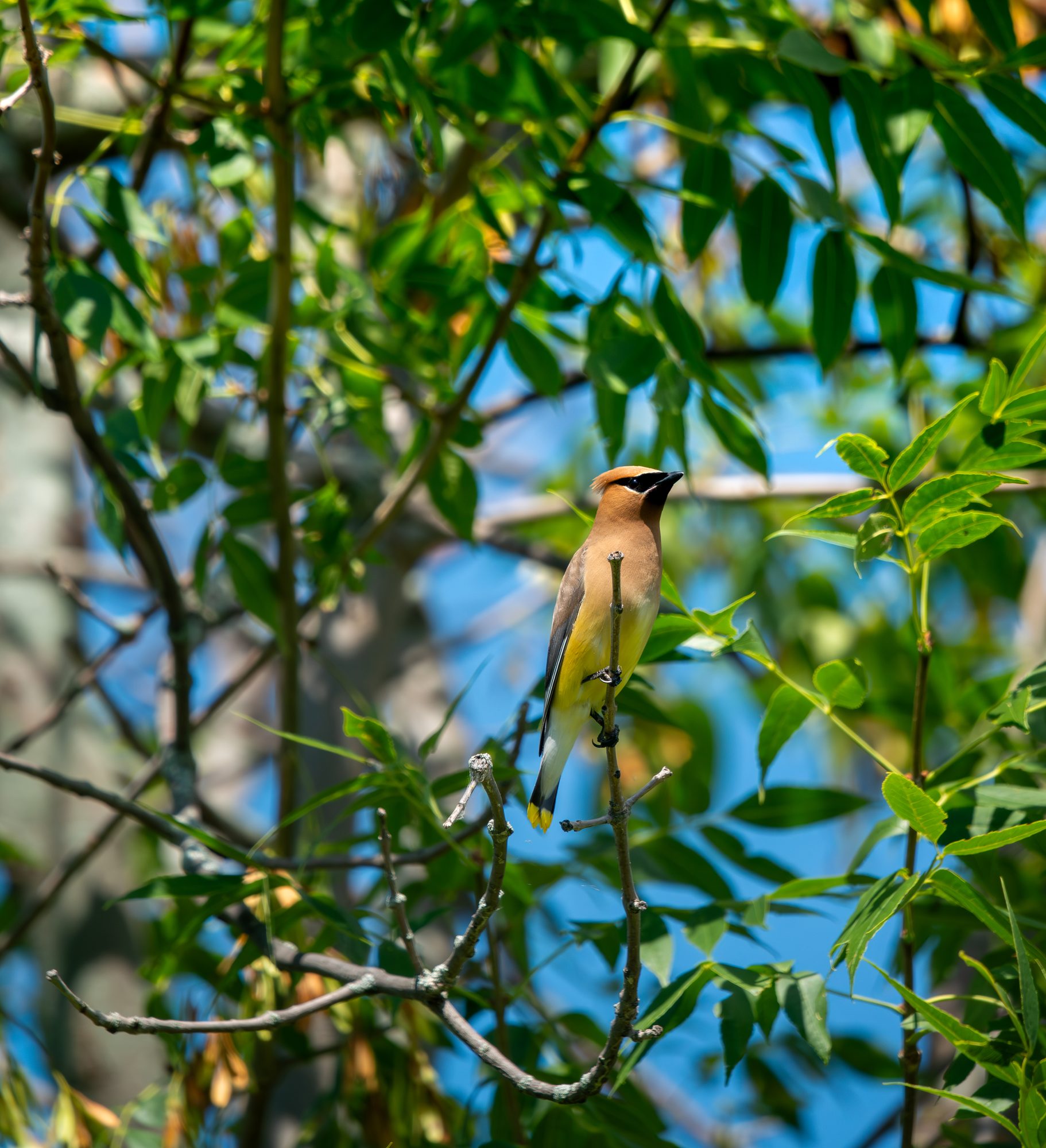 Cedar Waxwing in the Leaves
