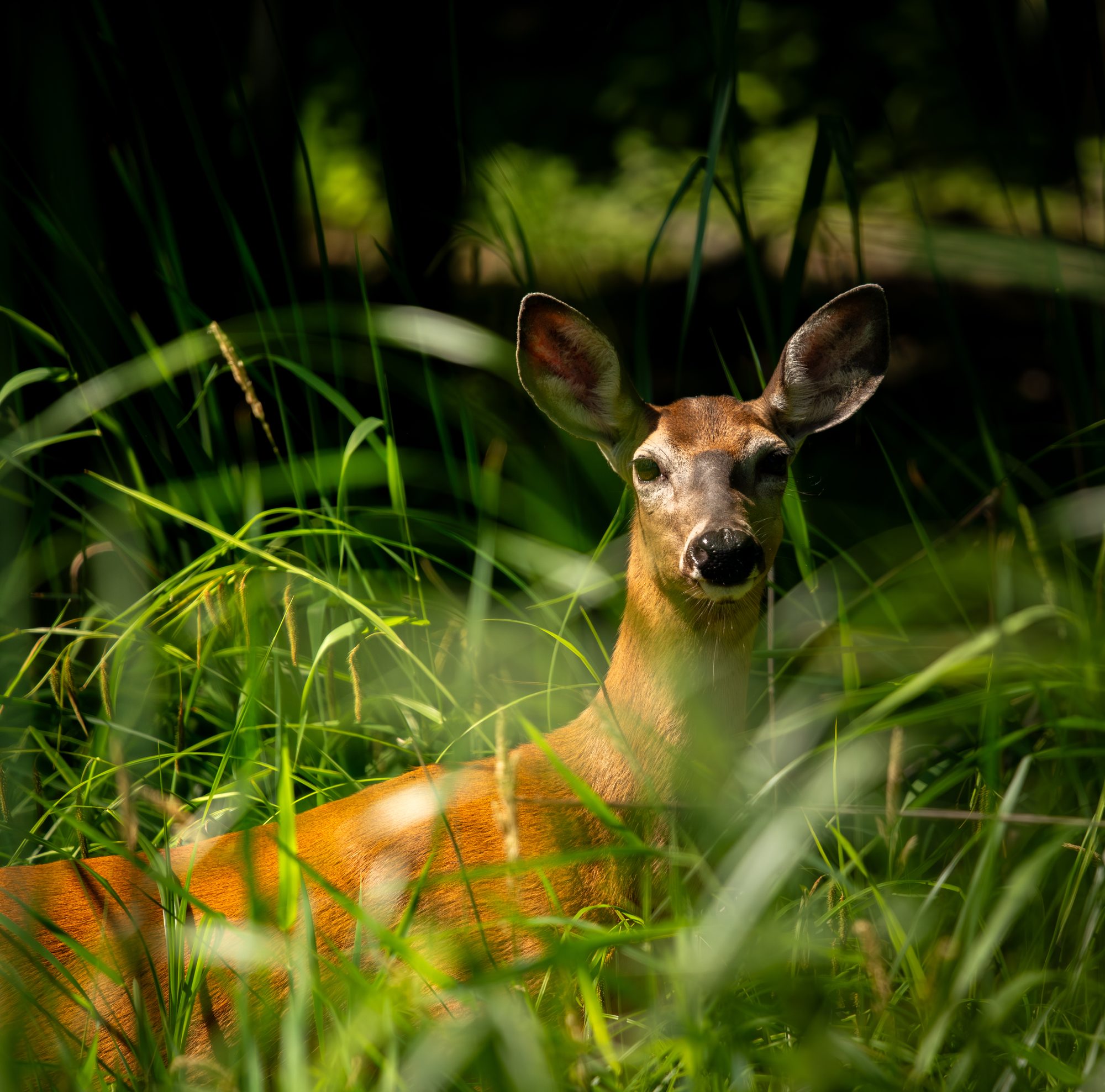 Deer in the Tall Grass