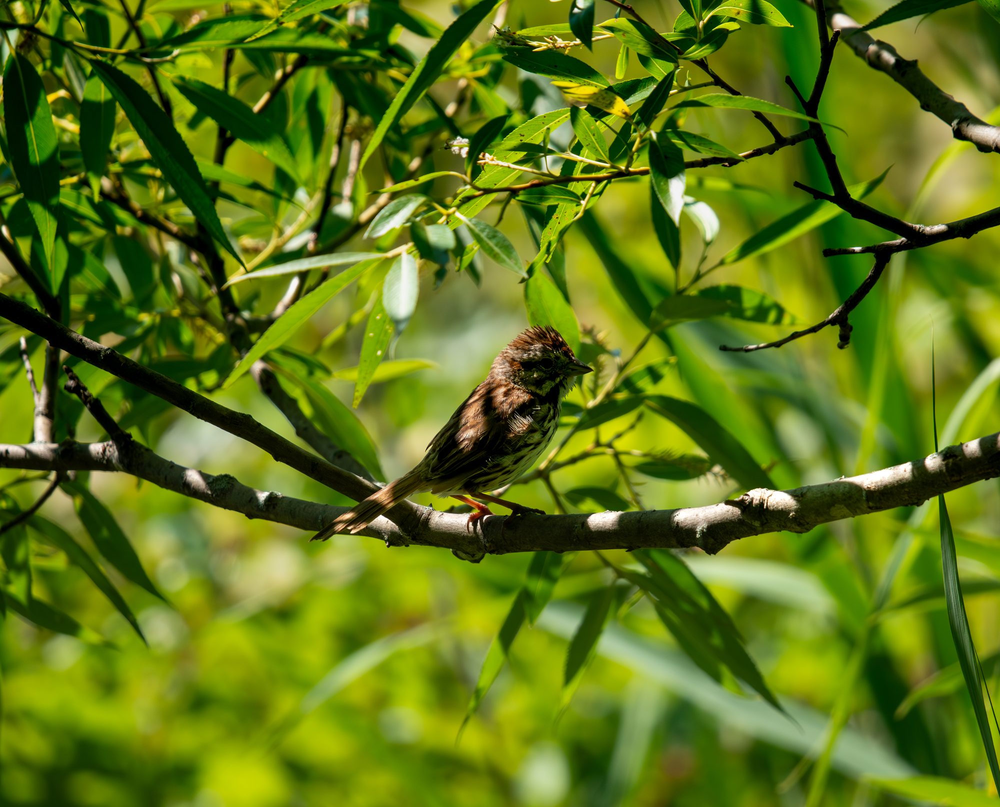 Sparrow in the Willow