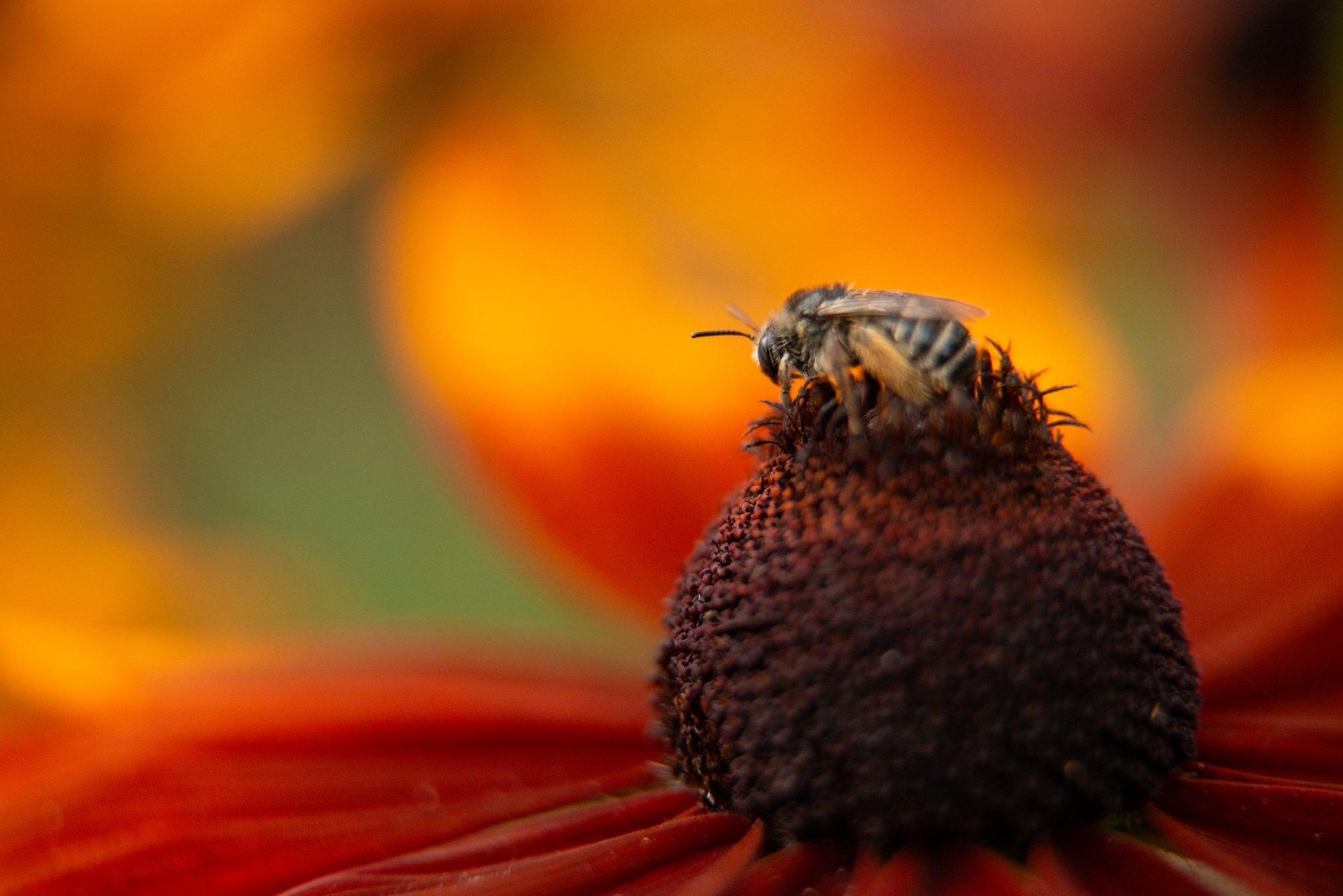 Solitary Bee on a Rudbeckia