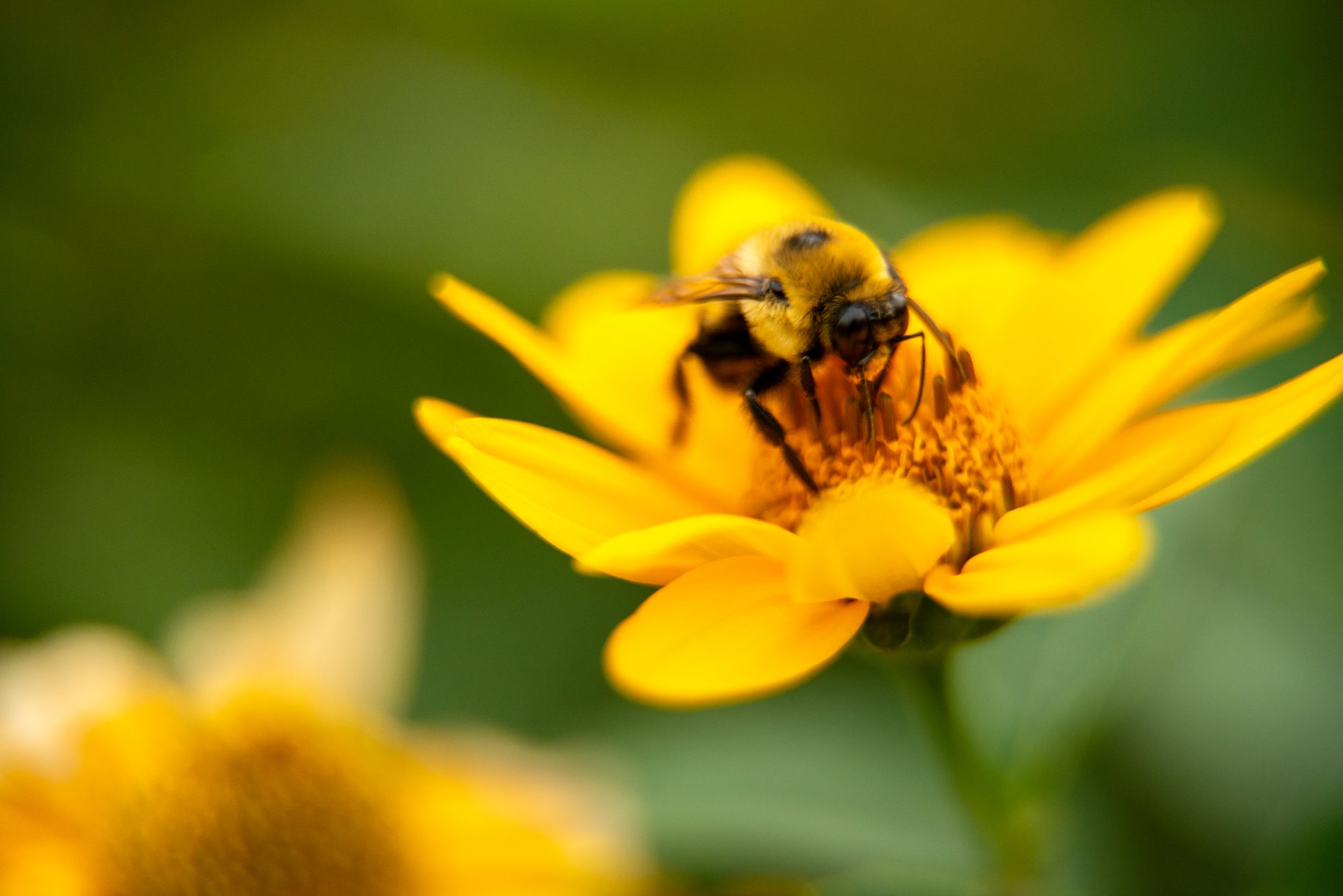 Bumblebee at Work