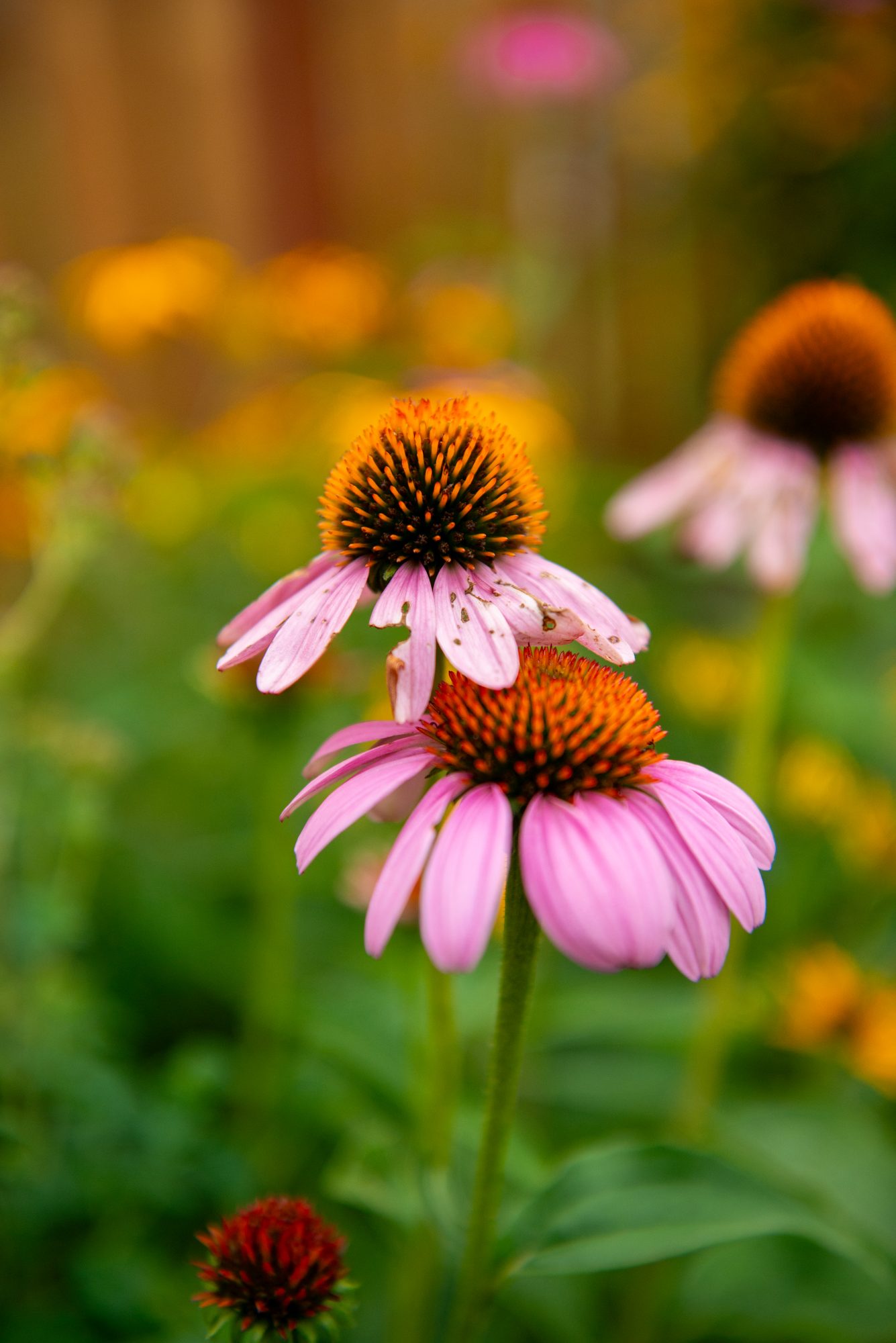 Purple Coneflowers in Bloom