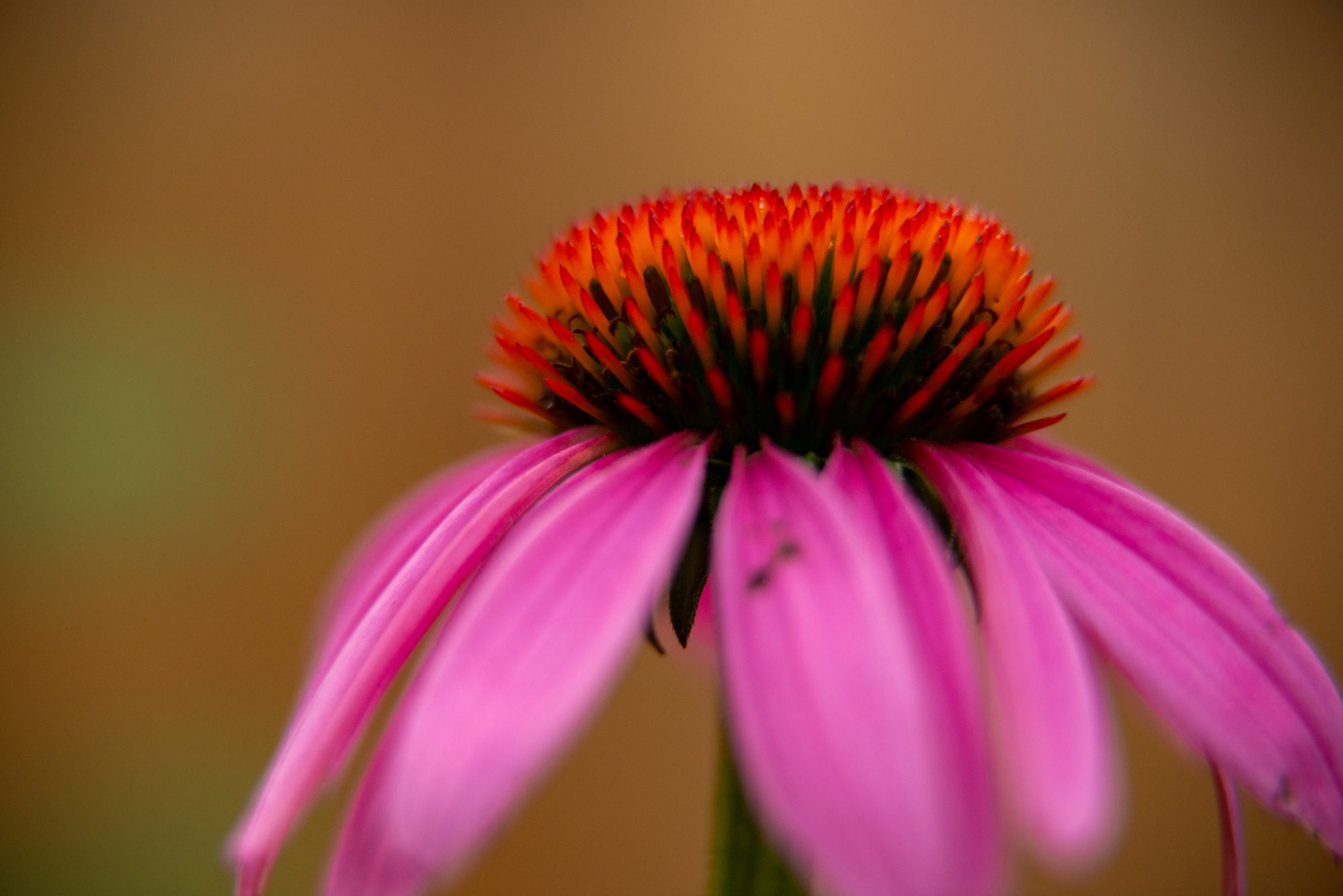 Coneflower Crown