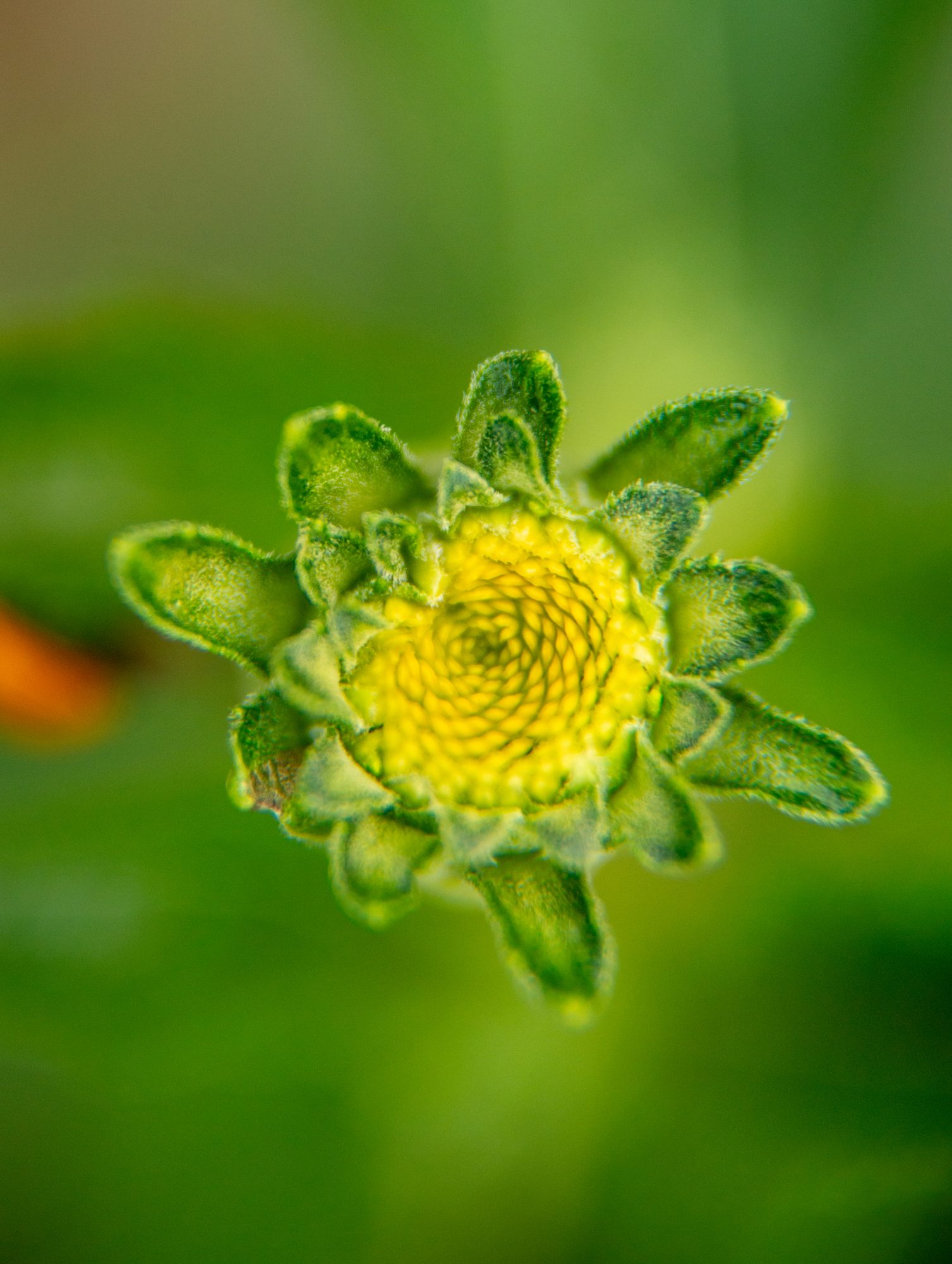 Spiral Bud