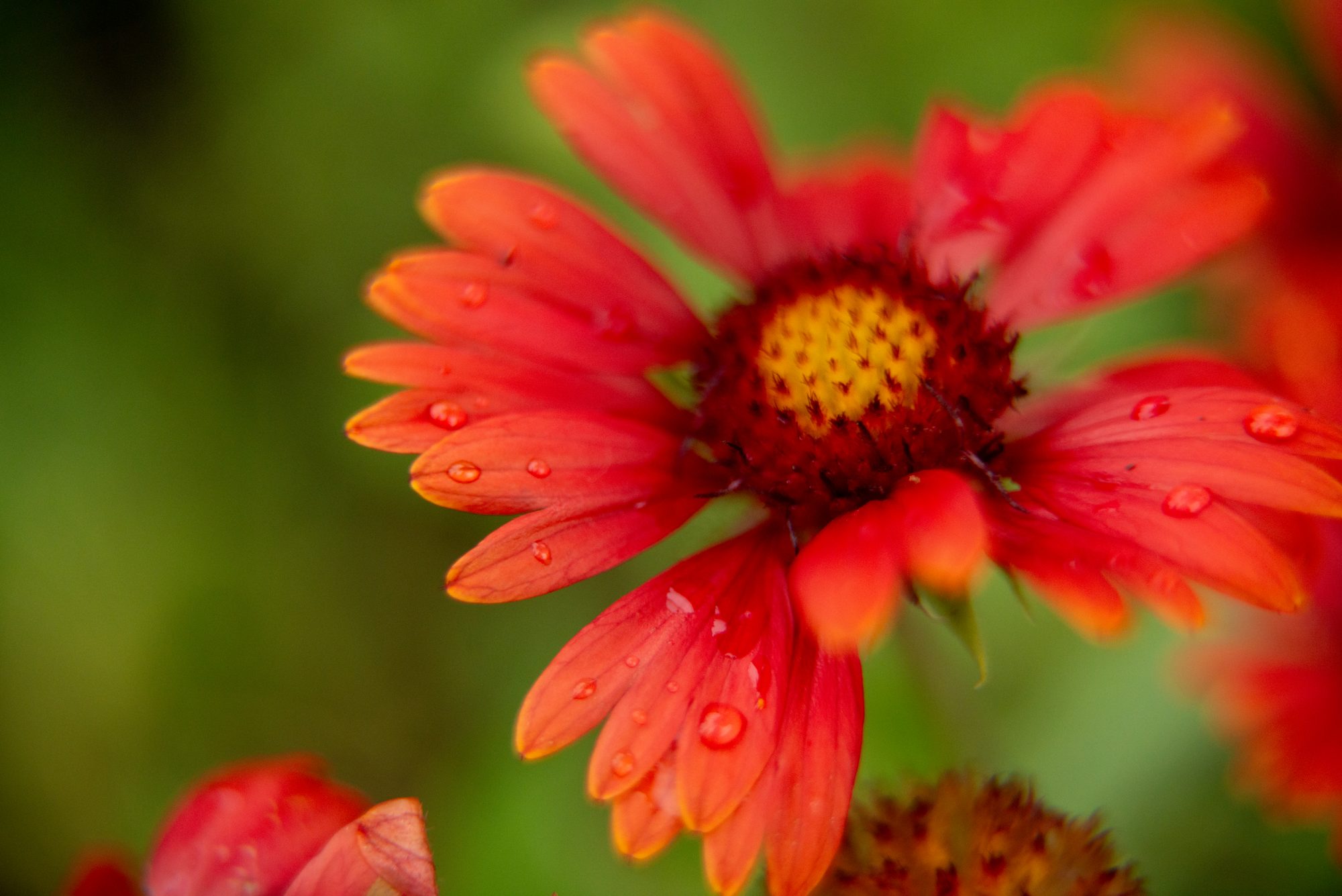 Blanket Flower After Rain