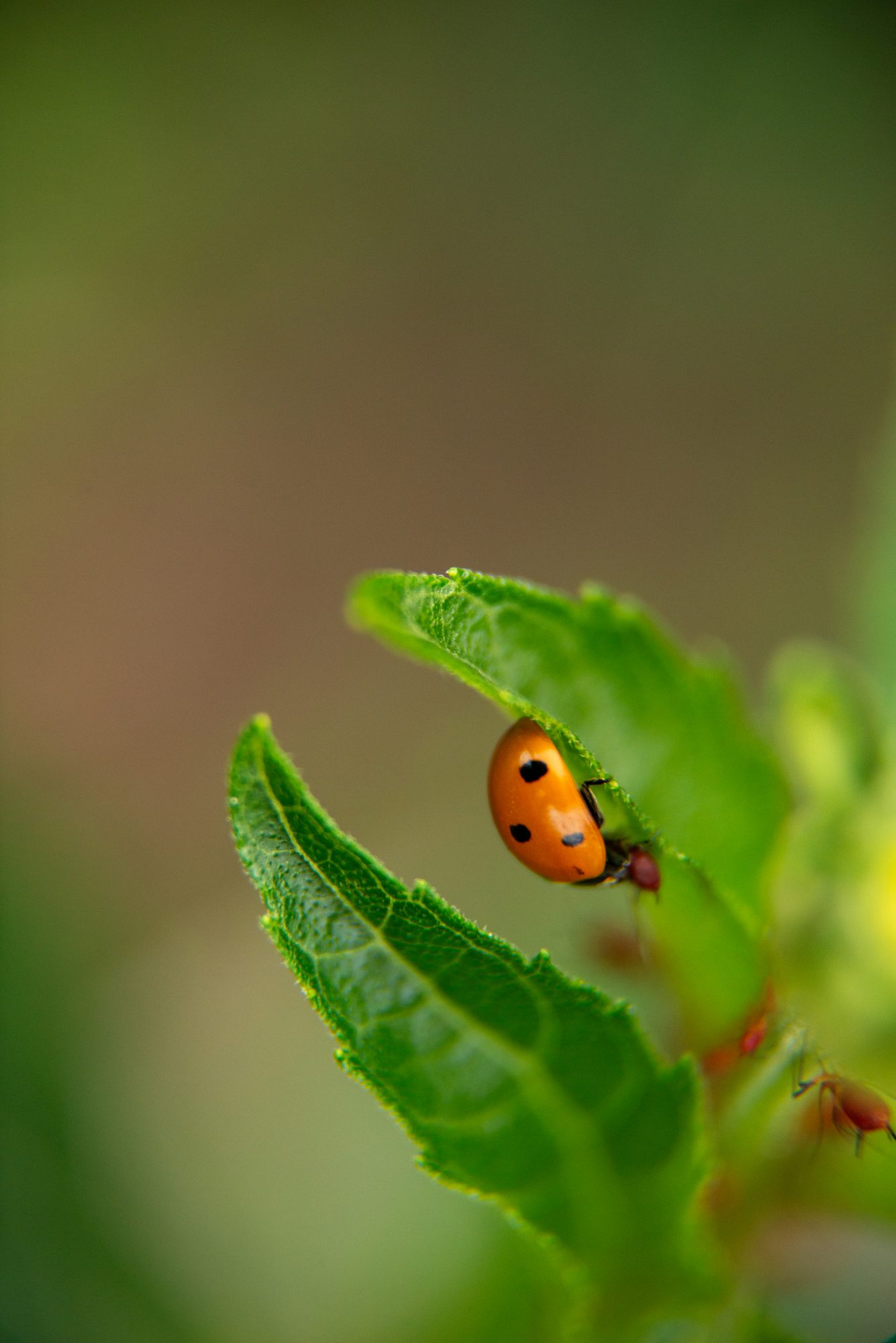 Ladybug on a Leaf