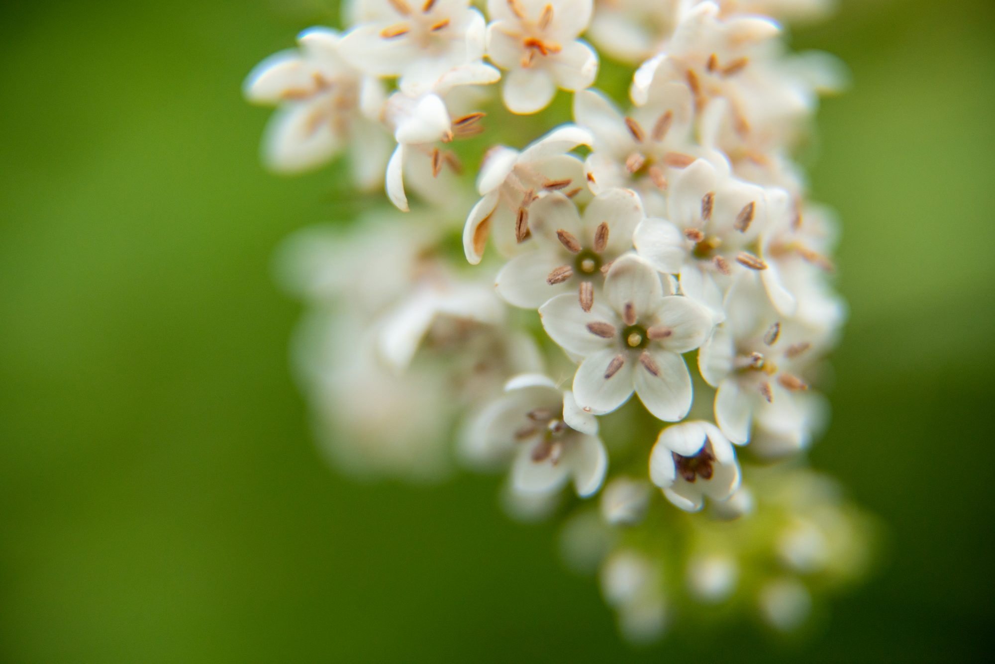 Milkweed Blossoms
