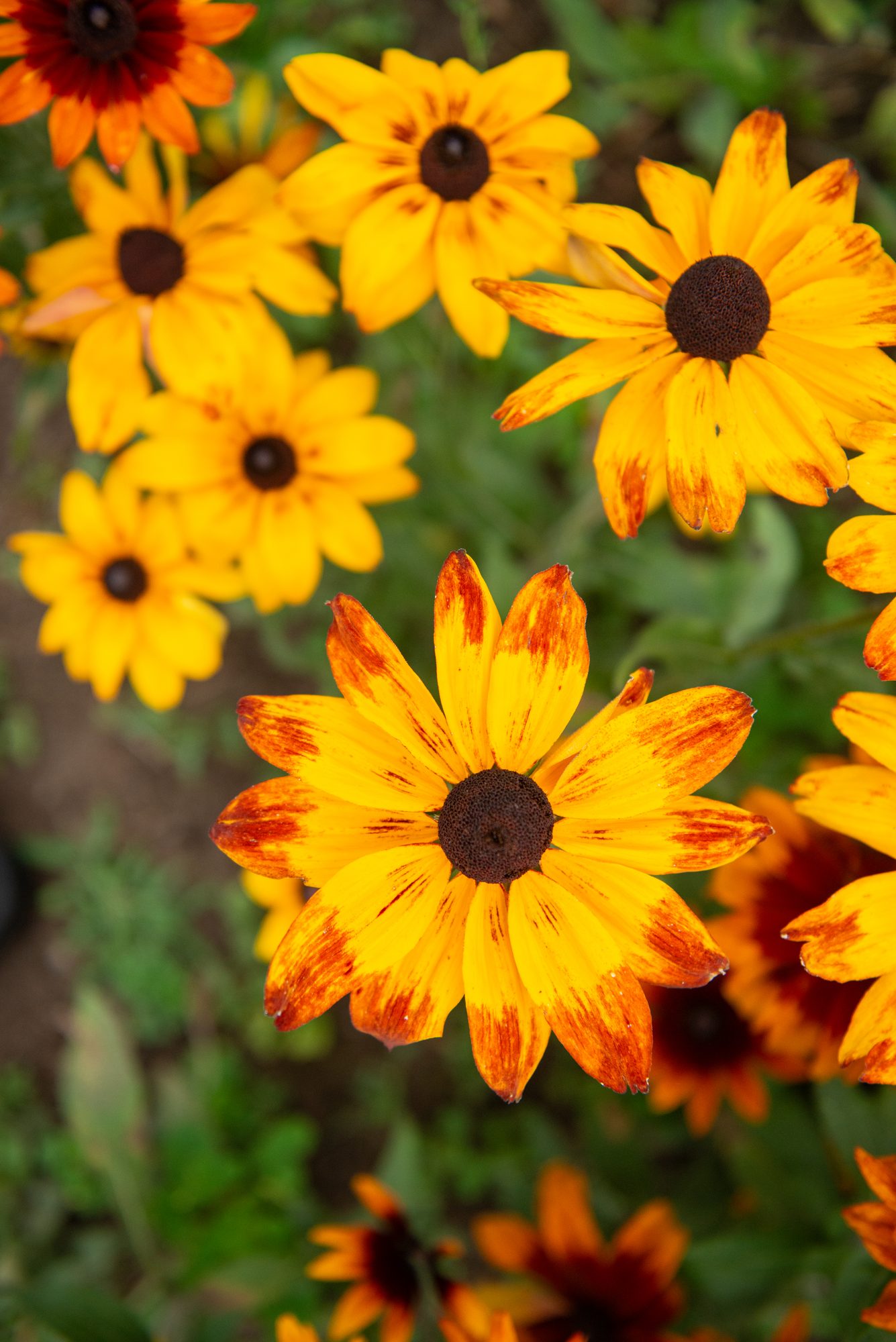 Black-Eyed Susans