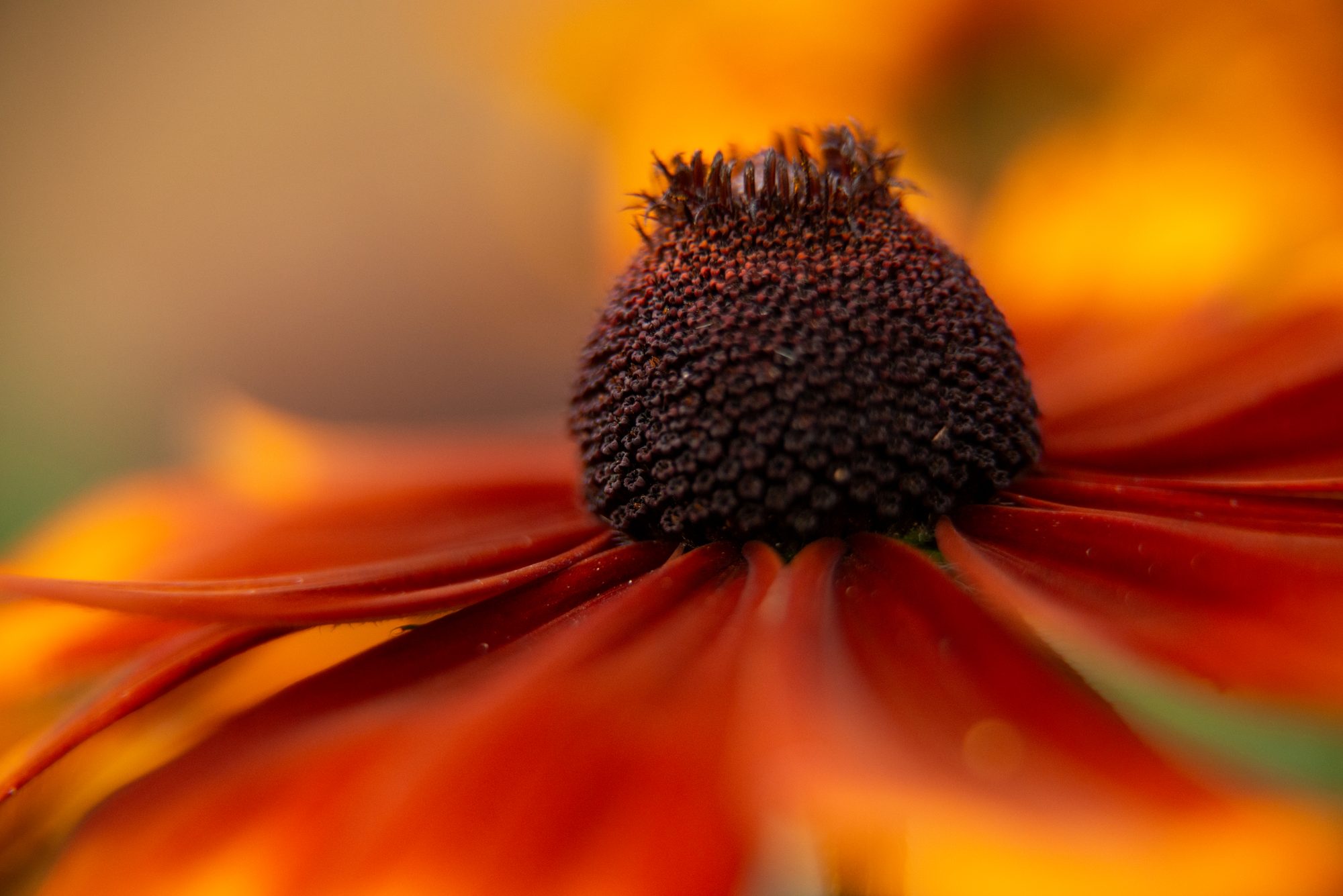 Fiery Cone